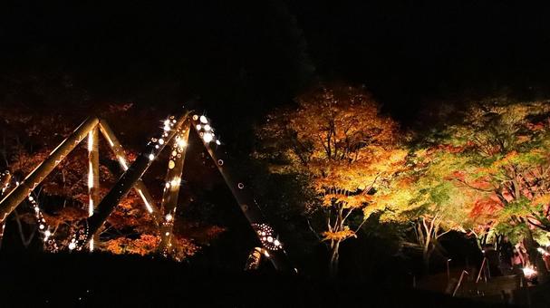 虹の郷　紅葉ライトアップと竹灯り 紅葉,ライトアップ,秋の写真素材