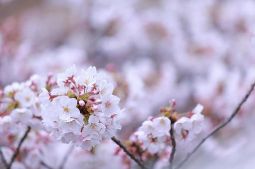 cherry blossoms, JPG cherry blossoms, JPG