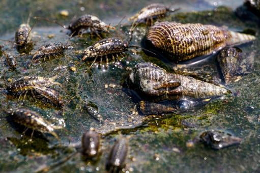 Photo, tideland, creatures, sea urchin, 
