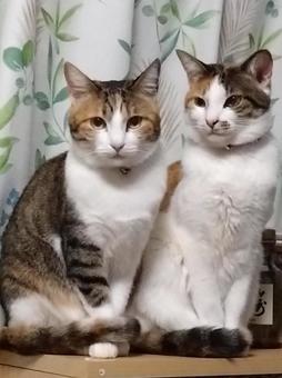 ツーショットでおすましの写真