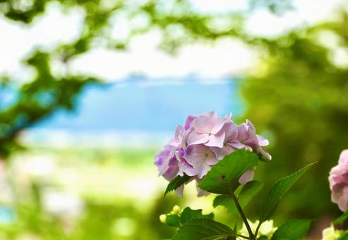 長野長谷寺の紫陽花5 長野長谷寺の紫陽花5の写真