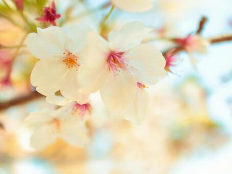 桜のアップ 桜のアップの写真