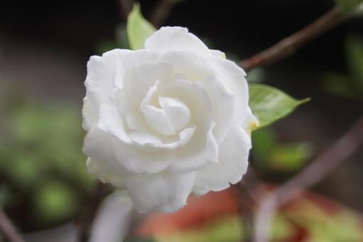 クチナシの白い花の写真