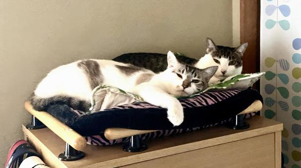 一緒にくつろぐシャム系猫とキジ白猫 猫,シャムトラ,キジシロの写真素材