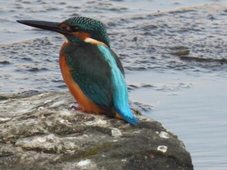 A kingfisher photographed at a nearby stream, JPG A kingfisher photographed at a nearby stream, JPG