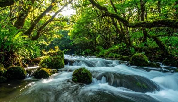 朝日の差し込む渓流 朝日の差し込む渓流の写真