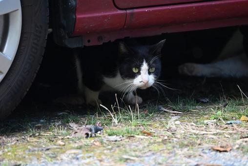 浄瑠璃寺のニャンズ　秋編 猫,動物,屋外の写真素材