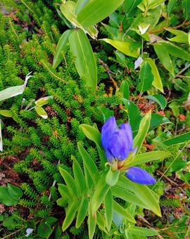 一切経山に咲いてたリンドウ 一切経山に咲いてたリンドウ 高山植物,リンドウ,鎌沼の写真素材