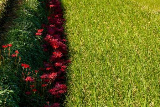 Autumn rice and red spider lilies, JPG Autumn rice and red spider lilies, JPG