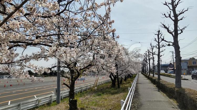 歩道と桜並木 桜,並木,歩道の写真素材