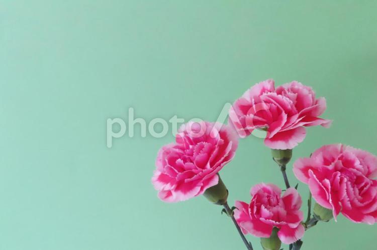 カーネーション　母の日メッセージカード 花,春,植物の写真素材