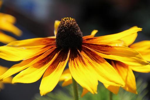ルドベキア・ハンゴンソウ ルドベキア・ハンゴンソウ ルドベキア,草花,クローズアップの写真素材