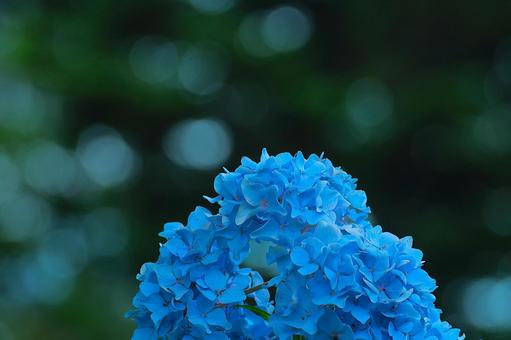 花模様₋アジサイ‐明るいイメージ 花模様₋アジサイ‐明るいイメージの写真