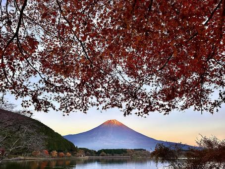 田貫湖畔の紅葉と富士山 富士山,紅葉,田貫湖の写真素材