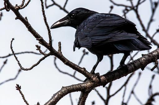 カラスの後ろ姿 カラスの後ろ姿 カラス,黒い鳥,烏の写真素材