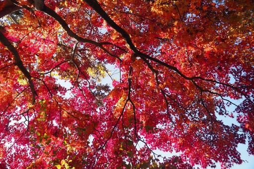 美しい紅葉 もみじ,紅葉狩り,もみじ狩りの写真素材