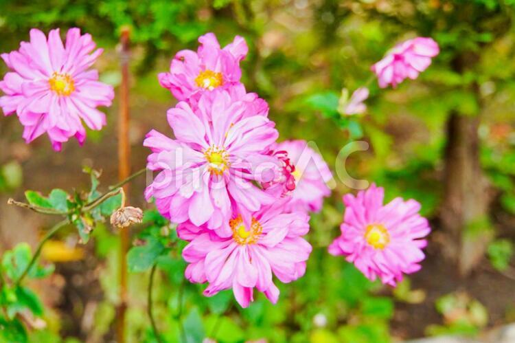 ピンクのシュウメイギク シュウメイギク,ピンク,和の花の写真素材