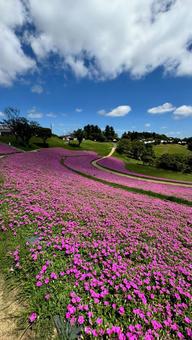 お花畑 お花畑 お花畑,綺麗,緑の写真素材