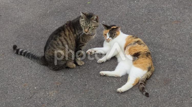仲良く寄り添う可愛いモフモフ猫たち 三毛猫,猫,キジトラの写真素材