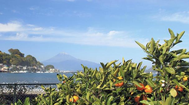 富士山の見えるミカン園 みかん園,秋,初冬の写真素材
