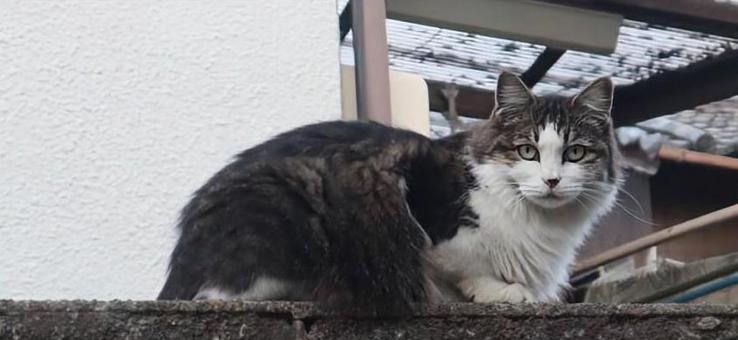 歌川国芳の作品に登場 猫,動物,自然の写真素材