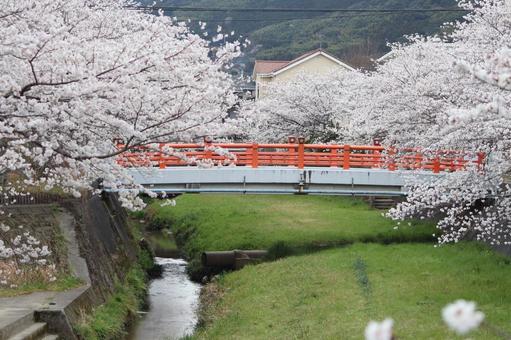 貫南公園 貫南公園 春,さくら,北九州の写真素材