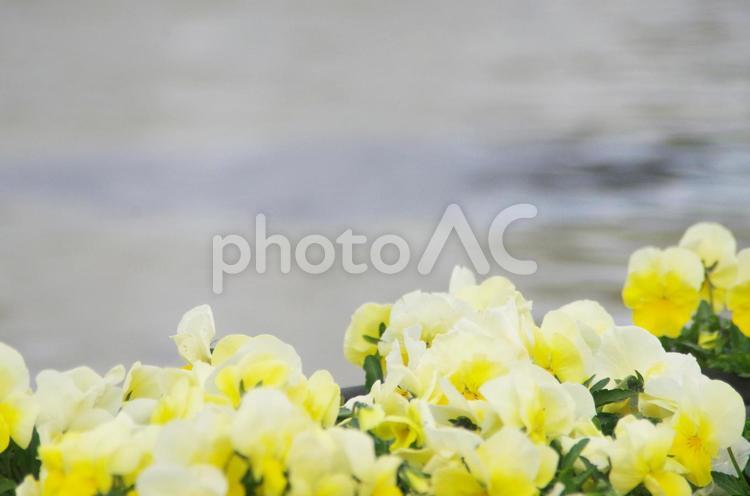 黄色の花とコピースペース 花,黄色,黄色いの写真素材