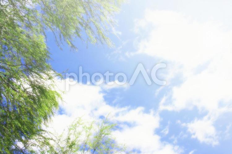 眩しい青空と緑のソフトフォーカス背景素材 空,大空,青空の写真素材