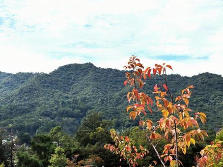 山の風景 山の風景の写真