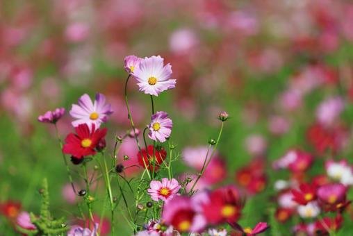 コスモス畑 コスモス畑の写真