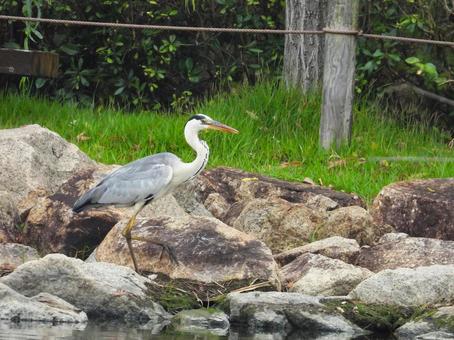 岩場に降りたアオサギ アオサギ,野鳥,動物の写真素材