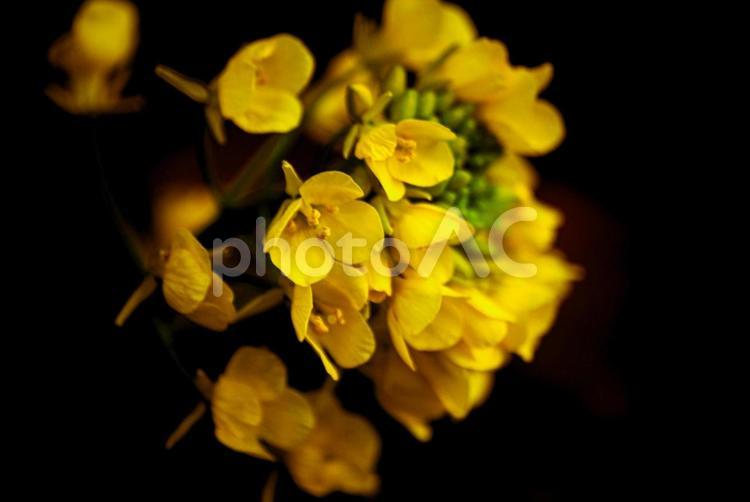 ＜五島の春景＞冬に咲いた夜明けの菜の花 花,菜の花,植物の写真素材