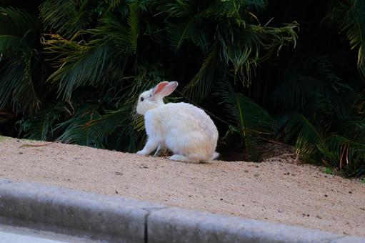 島うさぎ 島うさぎ うさぎ,ウサギ,兎の写真素材