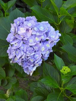 薄紫色のアジサイの花3 薄紫色のアジサイの花3の写真