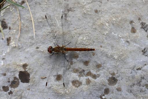 アキアカネ　羽を休める赤トンボ アキアカネ,赤トンボ,トンボの写真素材