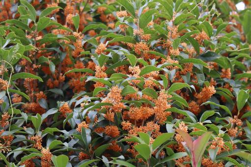 満開に咲くオレンジの金木犀の花木 満開,咲く,オレンジの写真素材