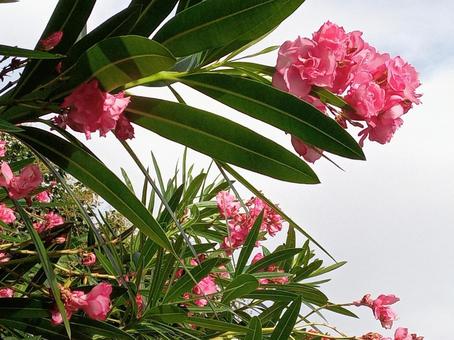 Oleander, JPG