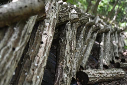 原木椎茸がたくさん並んでいる 椎茸,きのこ,原木の写真素材