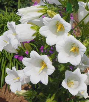 白いカンパニュラの花 白いカンパニュラの花の写真