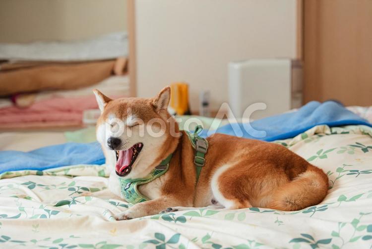 布団の上でくつろいで大あくびをする柴犬 柴犬,しばいぬ,日本犬の写真素材