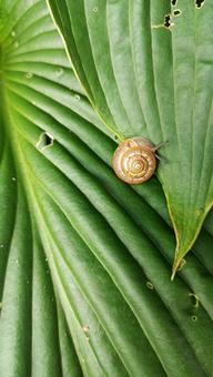 大きな緑の葉の上の小さなカタツムリ かたつむり,葉,緑の写真素材