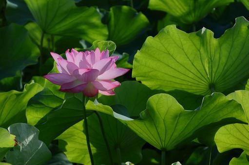 神聖な花 神聖な花の写真