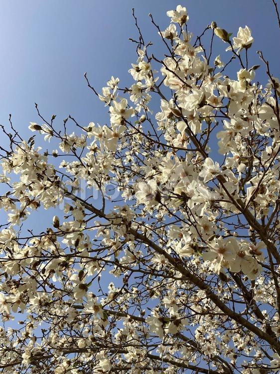 青空に映える白いこぶしの花 5 こぶし,花,満開の写真素材