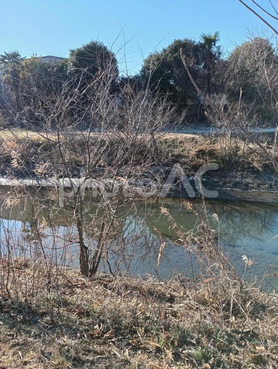 冬の風景 木,川,土手の写真素材