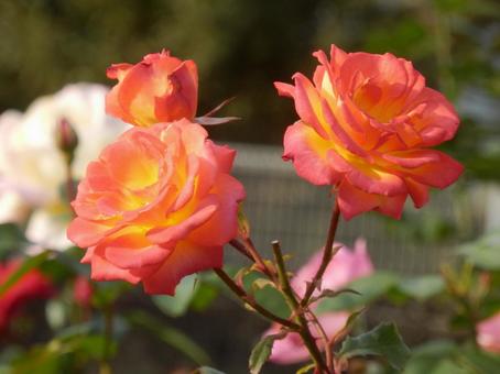 【薔薇の写真】バラの花の写真
