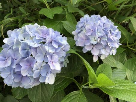 紫陽花 紫陽花の写真