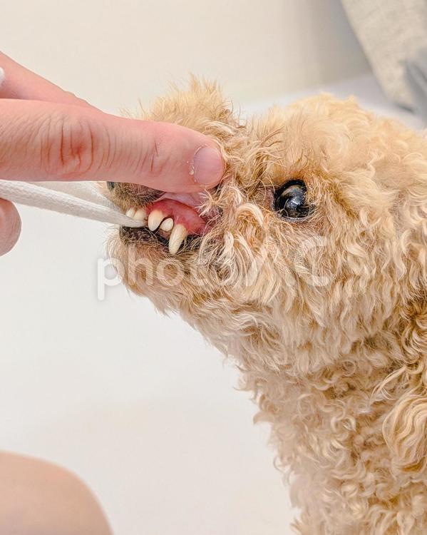 トイプードルの歯と歯茎 犬,歯,歯茎の写真素材