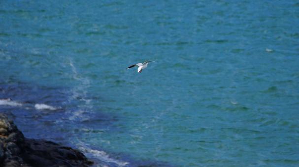 海岸を飛ぶアカハシギンカモメ 海岸を飛ぶアカハシギンカモメ 海,野鳥,海鳥の写真素材