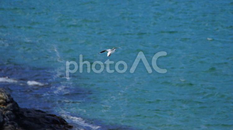 海岸を飛ぶアカハシギンカモメ 海,野鳥,海鳥の写真素材