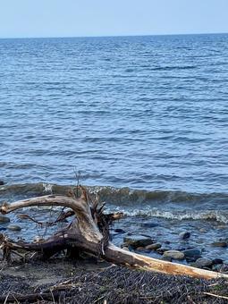 海辺の流木 海辺の流木の写真